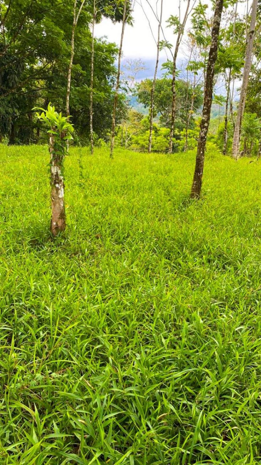 Foto Finca en Venta en La Cabanga, La Cabanga, Alajuela - U$D 26.000 - FIV87545 - BienesOnLine