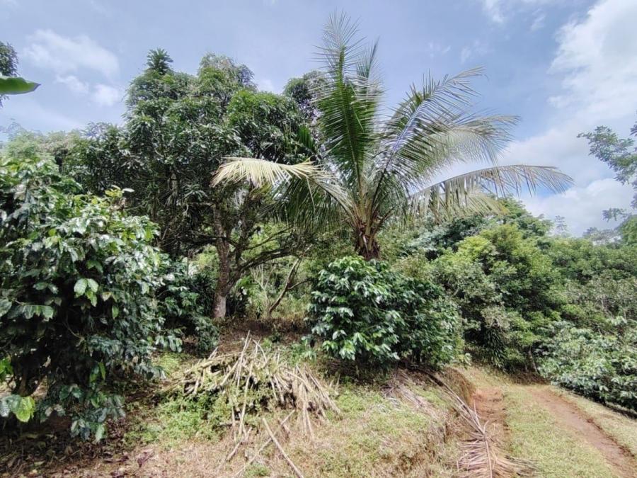 Foto Terreno en Venta en General Viejo, Perez Zeledón, San José - U$D 25.000 - TEV122323 - BienesOnLine