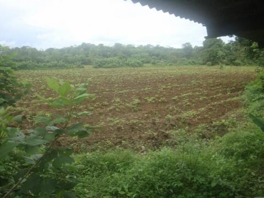 Foto Terreno en Venta en Guapiles, Pococ, Limn - ¢ 99.000.000 - TEV25225 - BienesOnLine