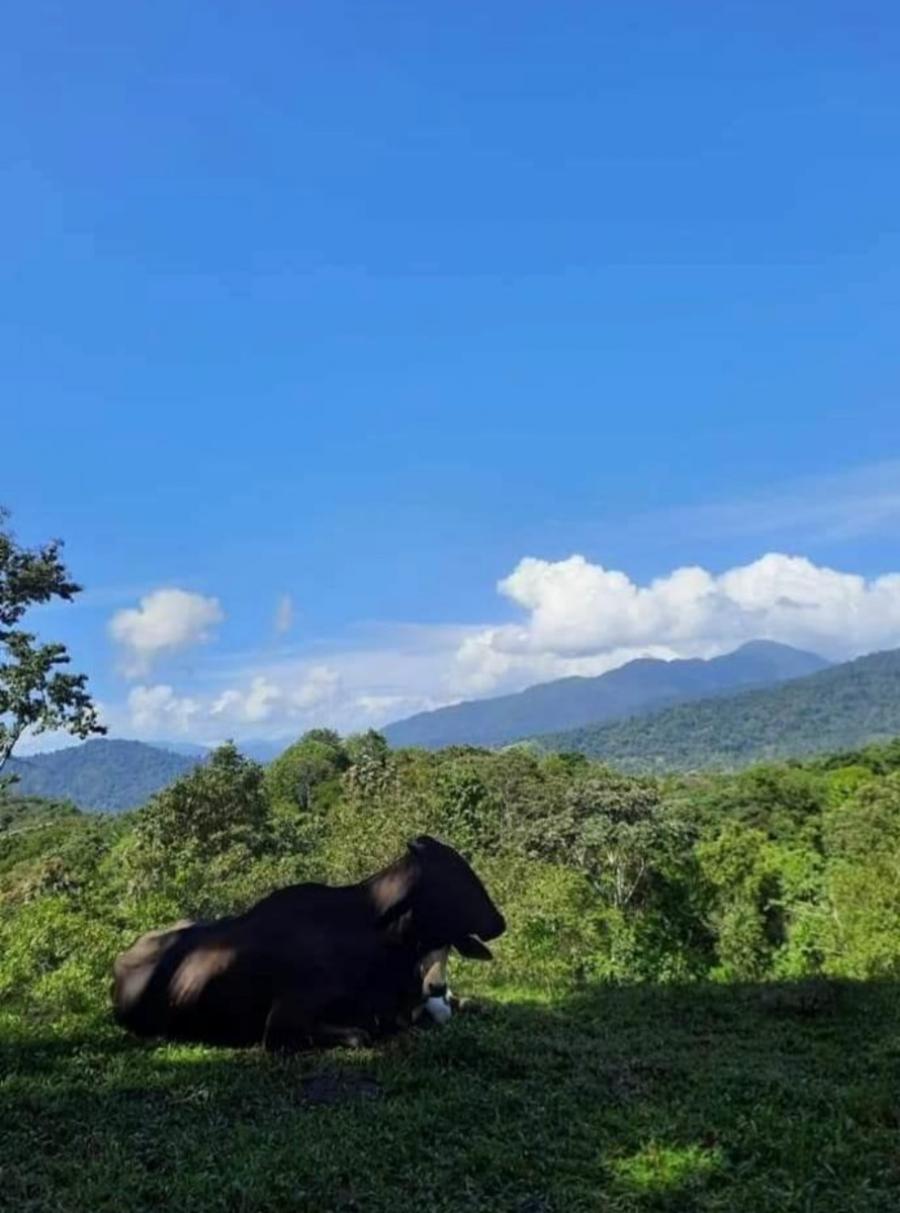 Foto Finca en Venta en Valle de la Estrella, Cahuita, Limn - 90 hectareas - U$D 700.000 - FIV96073 - BienesOnLine