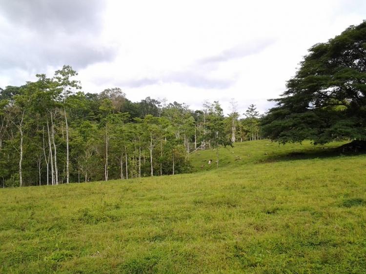 Foto Terreno en Venta en Puerto Seco, Venado, Alajuela - 19 hectareas - U$D 299.000 - TEV4133 - BienesOnLine