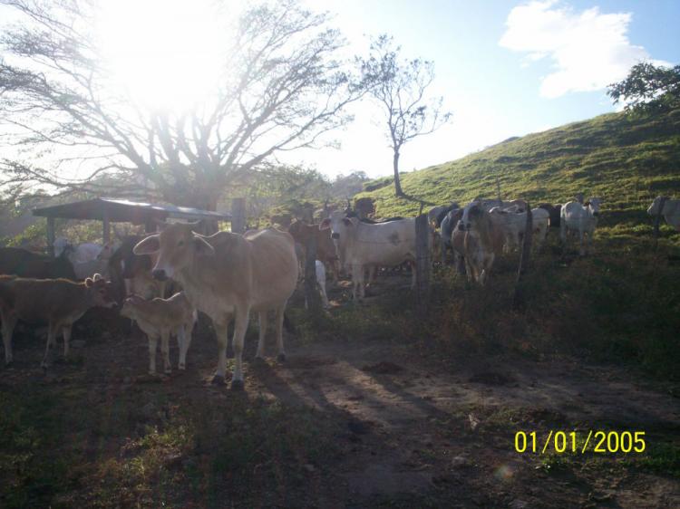 Foto Finca en Venta en lajas, Caas, Guanacaste - 18 hectareas - ¢ 1.200.000 - FIV5955 - BienesOnLine