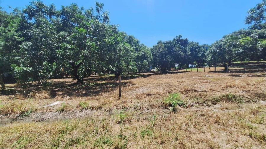 Foto Terreno en Venta en Orotina, Alajuela - &cent; 50.000.000 - TEV122504 - BienesOnLine
