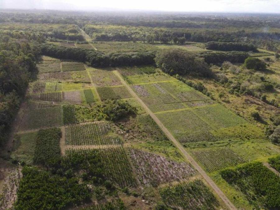 Foto Terreno en Venta en Pococí, Limón - U$D 651.000 - TEV63685 - BienesOnLine