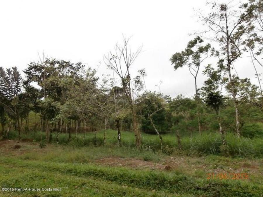 Foto Terreno en Venta en San Ramn, Alajuela - ¢ 128.000.000 - TEV56139 - BienesOnLine