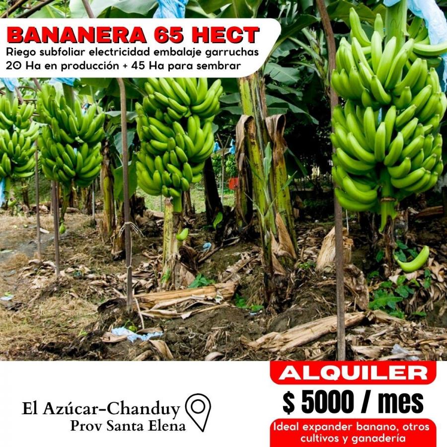 Foto Finca en Arriendo en Chanduy, Va, Santa Elena - 65 hectareas - U$D 5.000 - FIA38009 - BienesOnLine