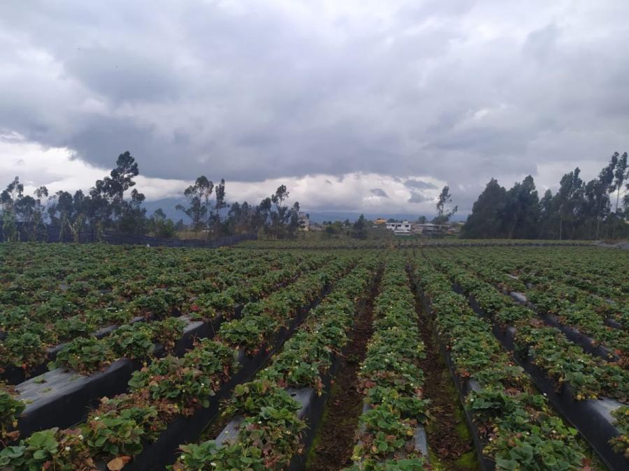 Foto Terreno en Venta en Huachi Grande, Ambato, Tungurahua - U$D 80.000 - TEV33982 - BienesOnLine