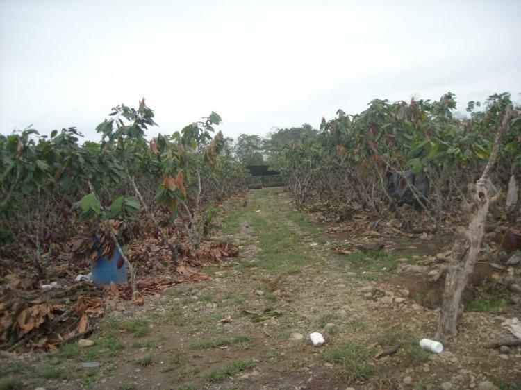 Foto Finca en Venta en El Triunfo, Guayas - 14 hectareas - U$D 435.000 - FIV16869 - BienesOnLine