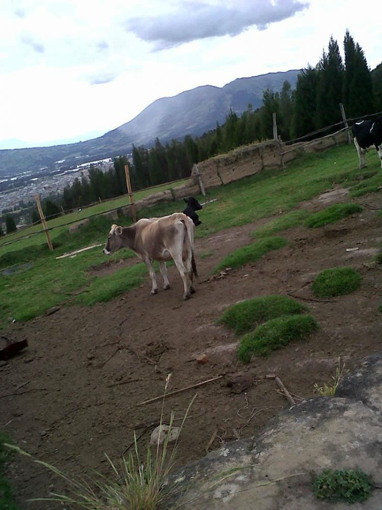 Foto Finca en Venta en CAYAMBE, Cayambe, Pichincha - 22 hectareas - U$D 1.200.000 - FIV22854 - BienesOnLine