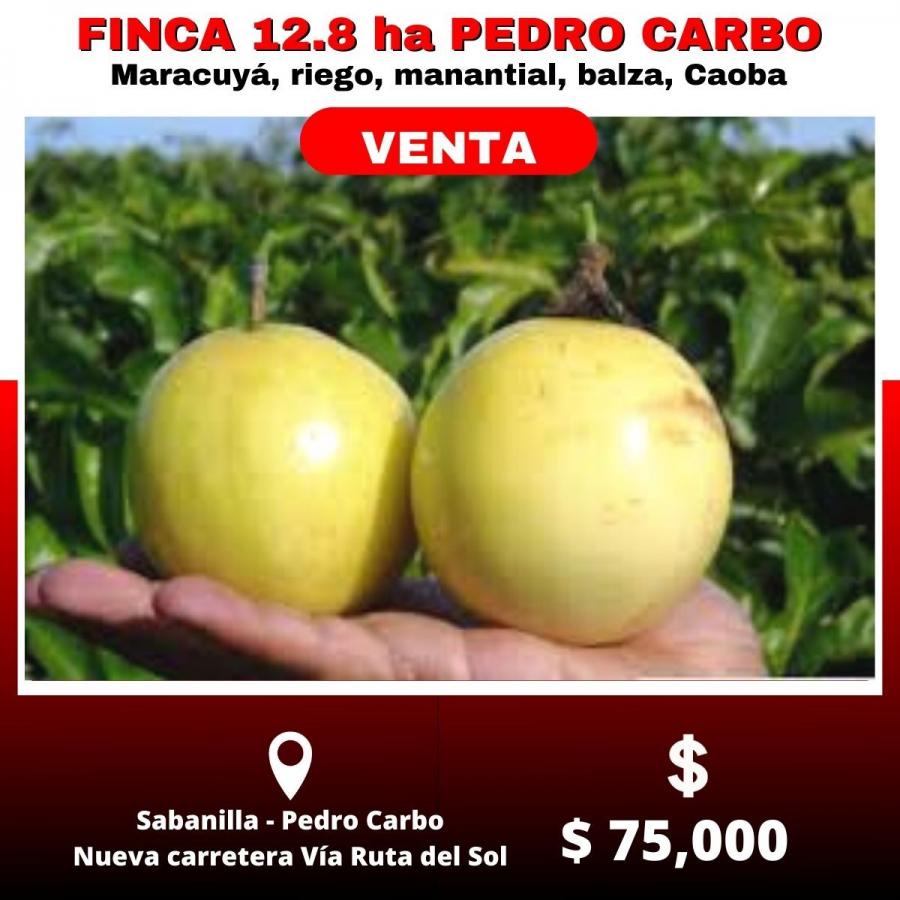 Foto Finca en Venta en Sabanilla, Pedro Carbo, Guayas - 12 hectareas - U$D 75.000 - FIV37448 - BienesOnLine