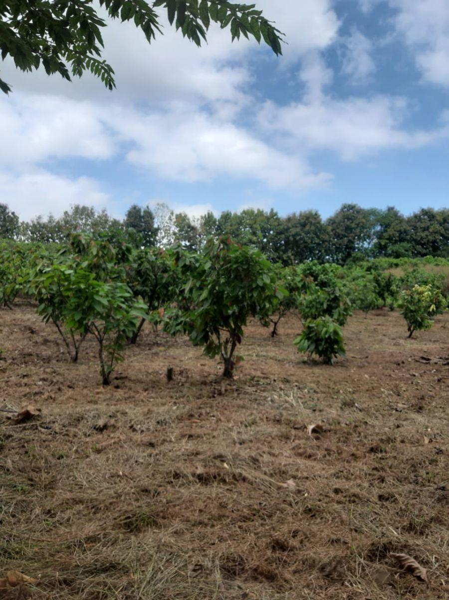 Foto Hacienda en Venta en Progreso, Guayas - 30 hectareas - U$D 270.000 - HAV29809 - BienesOnLine