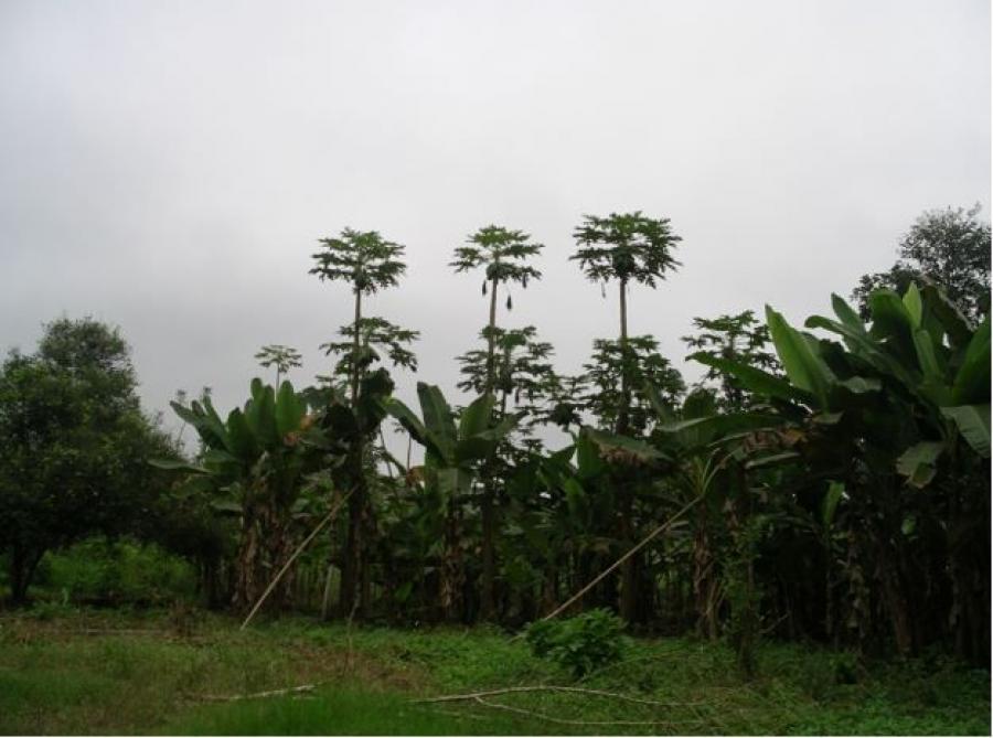 Foto Hacienda en Venta en Carretera E47 El Triunfo-Alaus Km 20, Guayas - 67 hectareas - U$D 450.000 - HAV36904 - BienesOnLine