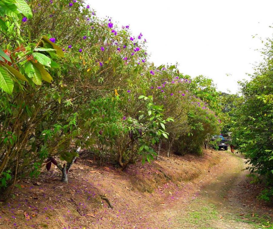 Foto Quinta en Venta en Santo Domingo, Santo Domingo, Santo Domingo de los Tsachilas - 6 hectareas - U$D 105.000 - QUV33735 - BienesOnLine