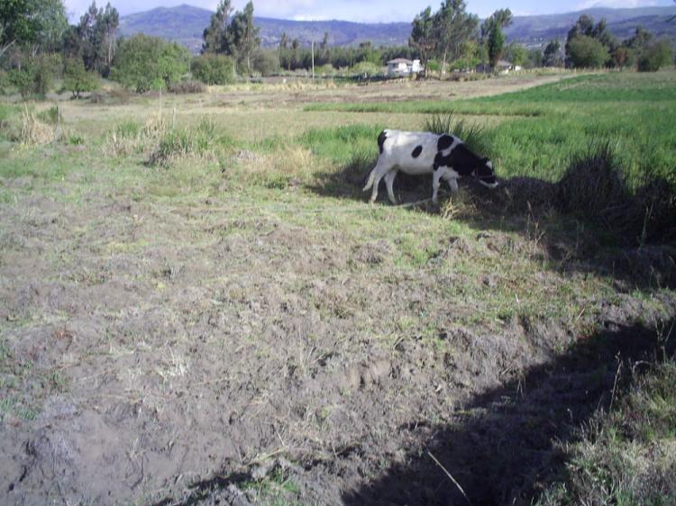 Foto Terreno en Venta en Cantn mocha, Ambato, Tungurahua - U$D 42.000 - TEV15732 - BienesOnLine