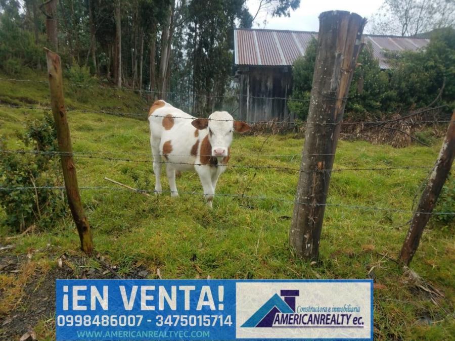 Foto Hacienda en Venta en yaucay, Azogues, Canar - 8 hectareas - U$D 400.000 - HAV34613 - BienesOnLine