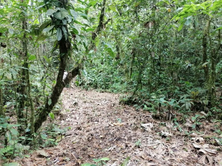 Foto Terreno en Venta en Puerto Misahualli, Misahualli, Napo - U$D 69.000 - TEV33849 - BienesOnLine