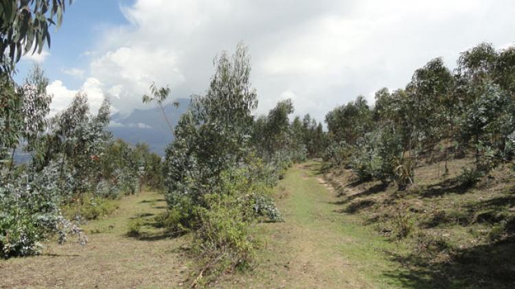 Foto Terreno en Venta en Cotacachi, Imbabura - 6 hectareas - U$D 100.000 - TEV26881 - BienesOnLine
