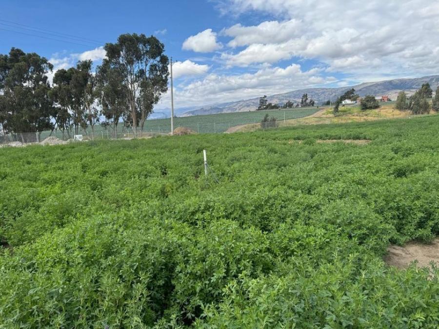 Foto Terreno en Venta en Guaytacama, Latacunga, Cotopaxi - 1 hectareas - U$D 62.500 - TEV41191 - BienesOnLine