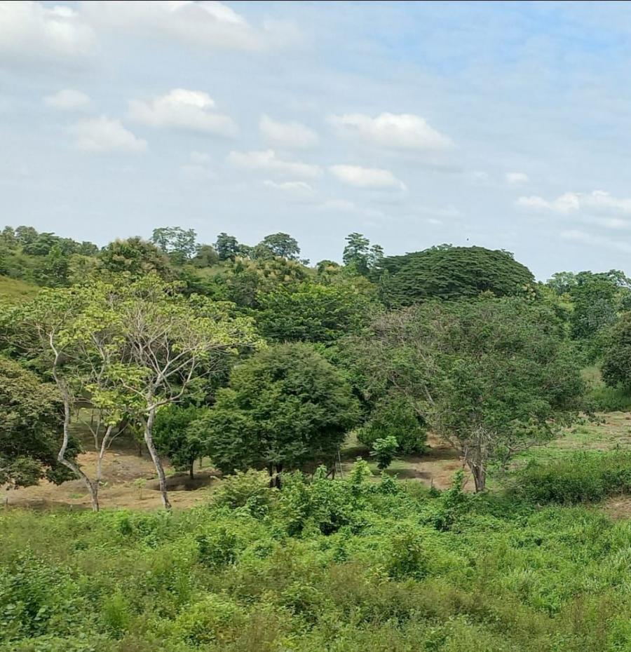 Foto Terreno en Venta en Colimes, Guayas - 230 hectareas - U$D 690.000 - TEV34194 - BienesOnLine