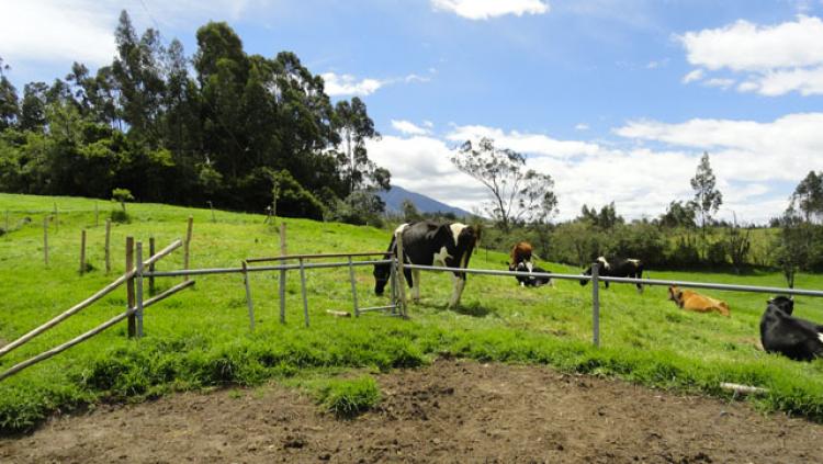 Foto Finca en Venta en Otavalo, Imbabura - 13 hectareas - U$D 420.000 - FIV24965 - BienesOnLine