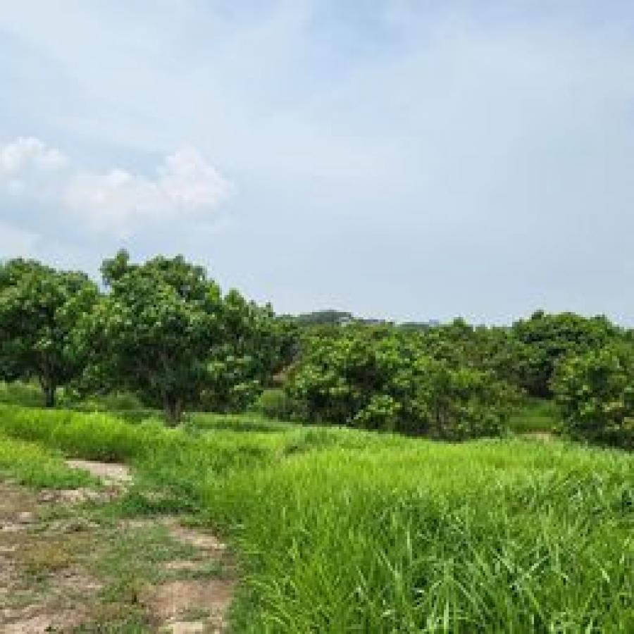 Foto Terreno en Venta en Aguilares, Suchitoto, Cuscatlán - 36 hectareas - U$D 12.000 - TEV1210 - BienesOnLine