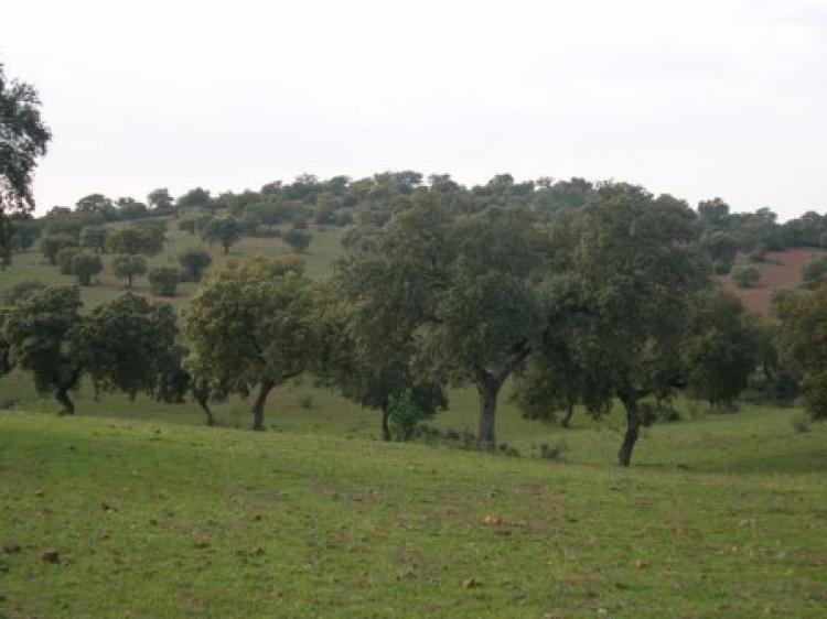 Foto Finca en Venta en Sierra Grande, Hornachos, Badajoz - 33 hectareas - € 6.000 - FIV4232 - BienesOnLine