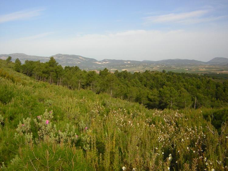 Foto Finca en Venta en Pliego, Murcia - 10 hectareas - € 750.000 - FIV3433 - BienesOnLine