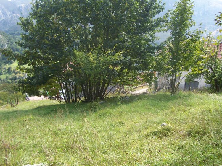 Foto Finca en Venta en Cabrales, Cabrales, Asturias - € 29.900 - FIV3248 - BienesOnLine