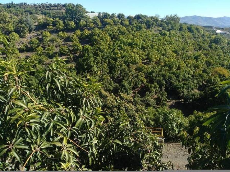 Foto Finca en Venta en Almucar, Granada - 7 hectareas - € 350.000 - FIV11559 - BienesOnLine