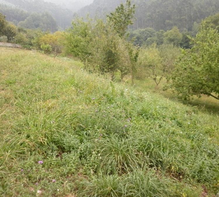 Foto Finca en Venta en Illas, Asturias - € 54.000 - FIV4354 - BienesOnLine