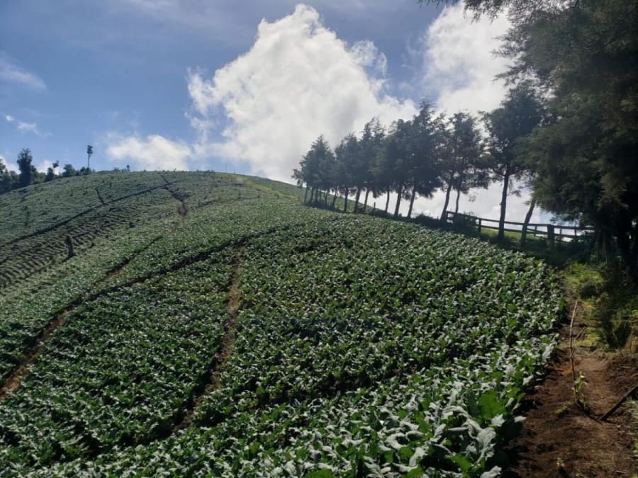 Foto Finca en Venta en San José Pinula, Guatemala - U$D 1.250.000 - FIV31446 - BienesOnLine