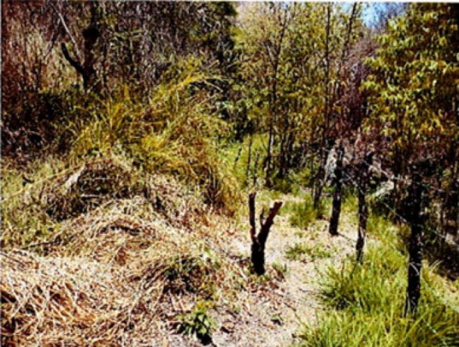 Foto Terreno en Venta en Palencia, Guatemala - Q 694.078 - TEV31848 - BienesOnLine