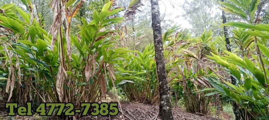 Foto Finca en Venta en San Cristóbal Verapaz, Alta Verapaz - Q 700.000 - FIV47332 - BienesOnLine