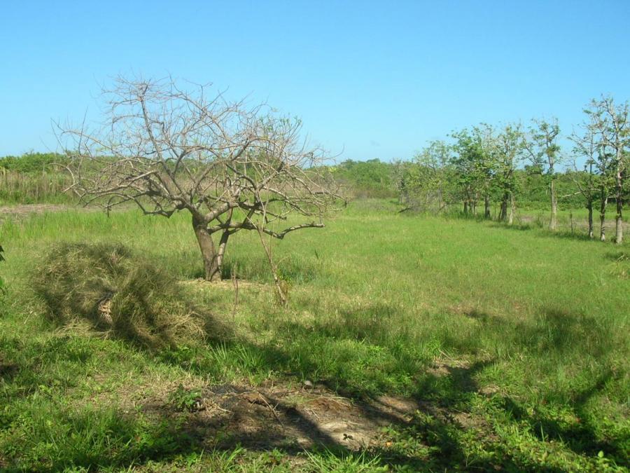 Foto Terreno en Alquiler en Diamondrock, Jos Santos Guardiola, Islas de la Baha - U$D 45.000 - TEA2214 - BienesOnLine