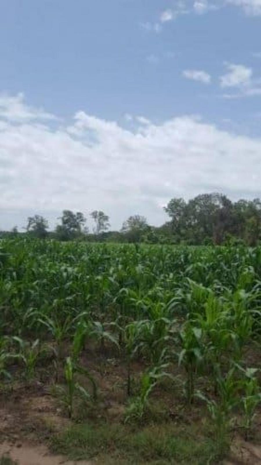 Foto Terreno en Venta en Santa Cruz de Yojoa, Cortés - U$D 10.245 - TEV1636 - BienesOnLine