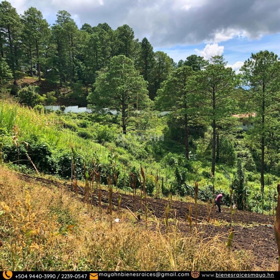 Foto Terreno en Venta en Tegucigalpa, Francisco Morazán - $ 5.280.000 - TEV2516 - BienesOnLine