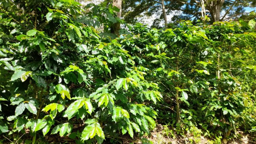 Foto Finca en Venta en Danlí, El Paraíso - 7 hectareas - $ 1.500.000 - FIV1827 - BienesOnLine