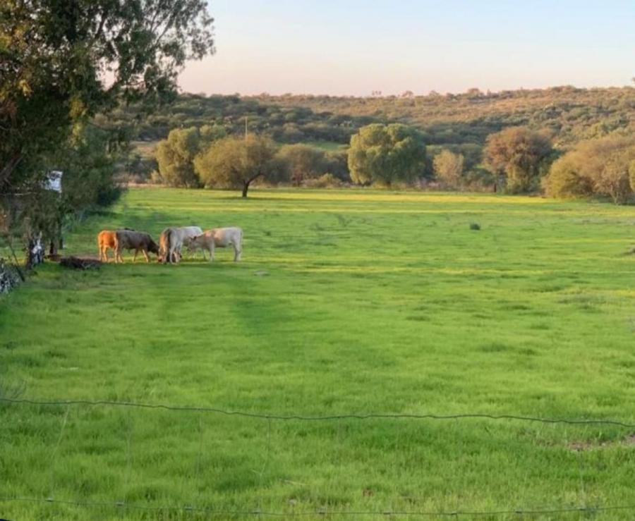 Foto Terreno en Venta en comunidad xoconostle, Dolores Hidalgo Cuna de la Independencia Nal., Guanajuato - 9 hectareas - $ 6.000.000 - TEV363172 - BienesOnLine