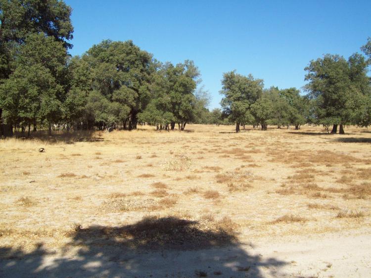 Foto Rancho en Venta en MI RANCHITO, Tecate, Baja California - 12 hectareas - U$D 360.000 - RAV9269 - BienesOnLine