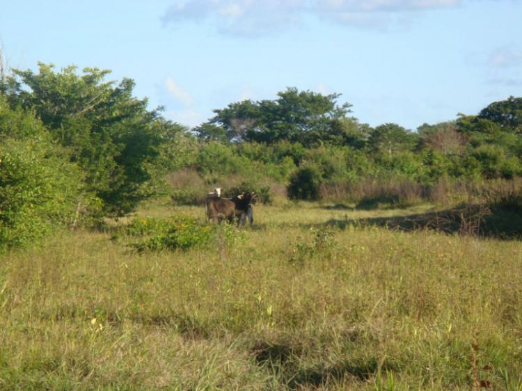 Foto Rancho en Venta en Mamantel, Francisco Villa (Mamantel), Campeche - 270 hectareas - $ 14.850.000 - RAV103746 - BienesOnLine