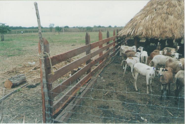 Foto Rancho en Venta en Presidente Jurez, Quintana Roo - 50 hectareas - $ 1.500.000 - RAV41889 - BienesOnLine
