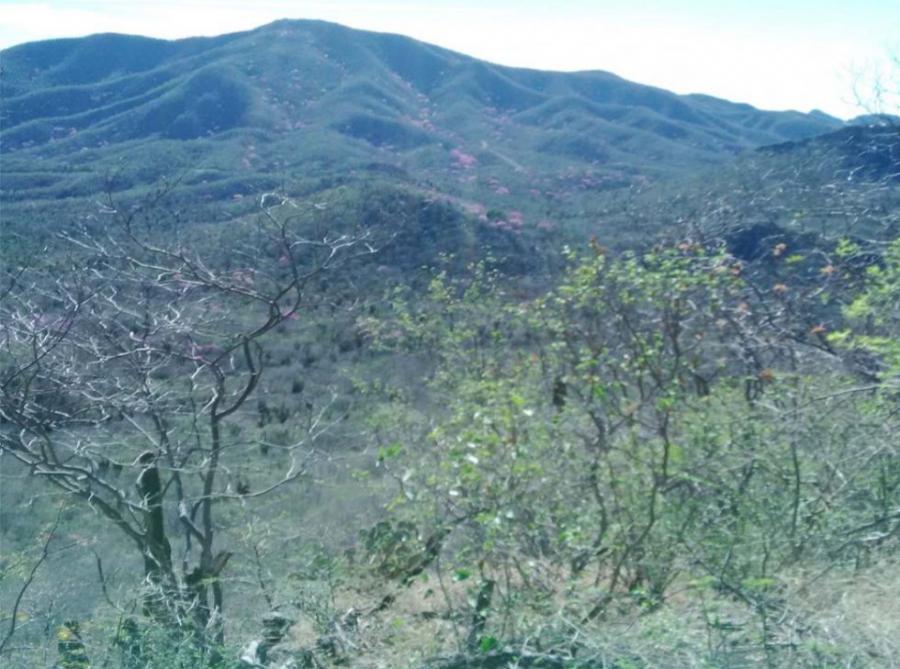 Foto Terreno en Venta en Navojoa, Sonora - 200 hectareas - $ 29.000.000 - TEV290711 - BienesOnLine
