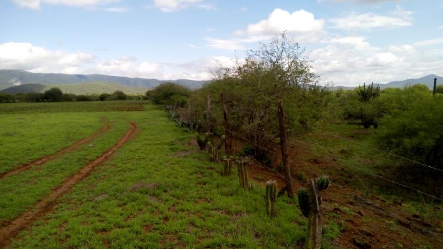 Foto Rancho en Venta en El Colorado Lote 1 Ex Hacienda de San Rafael, Rioverde, San Luis Potosi - $ 110.000 - RAV287264 - BienesOnLine