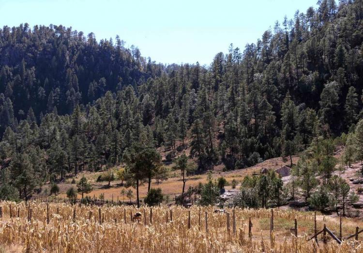 Foto Rancho en Venta en San Juanito, Chihuahua - 100 hectareas - $ 25.000.000 - RAV227456 - BienesOnLine