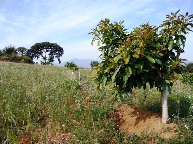 Foto Rancho en Venta en Jerecuaro, Cuto de la Esperanza, Michoacan de Ocampo - 35 hectareas - RAV131017 - BienesOnLine