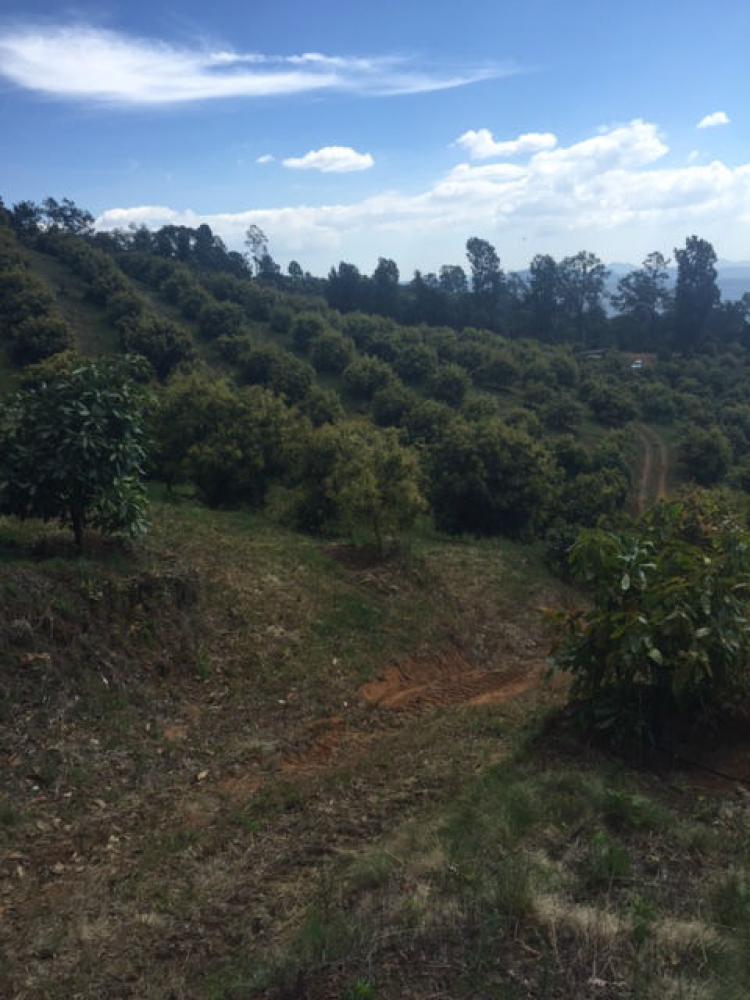 Foto Rancho en Venta en Uruapan, Michoacan de Ocampo - RAV151704 - BienesOnLine