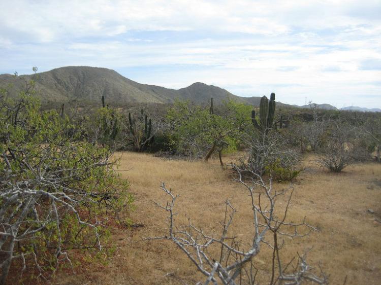 Foto Terreno en Venta en Los Cerritos, El Pescadero, El Pescadero, Baja California Sur - U$D 19.900 - TEV116752 - BienesOnLine