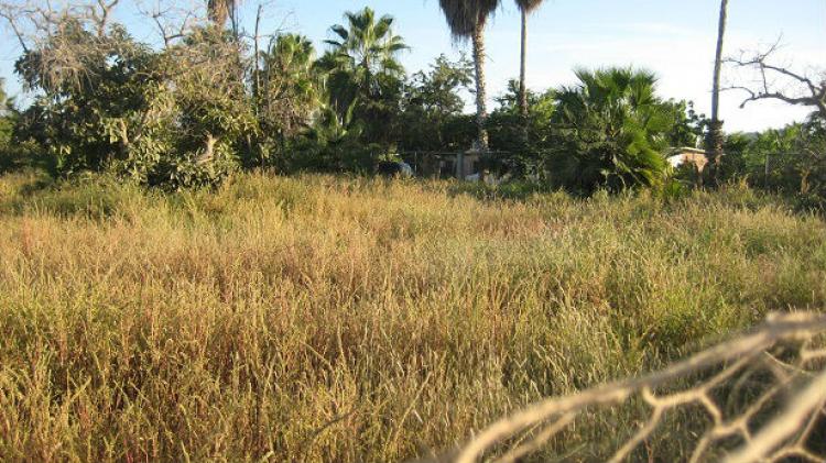 Foto Terreno en Venta en Las Flores, Todos Santos, Baja California Sur - U$D 15.000 - TEV96793 - BienesOnLine