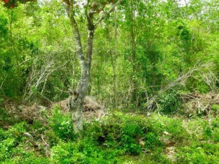 Foto Terreno en Venta en Tulum, Quintana Roo - $ 1.300.000 - TEV15978 - BienesOnLine