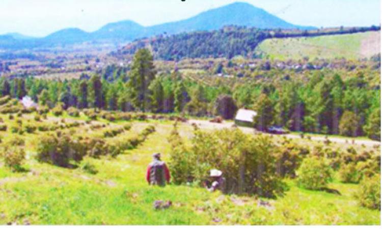 Foto Rancho en Venta en Tanctaro, Michoacan de Ocampo - 226 hectareas - $ 34.000.000 - RAV153486 - BienesOnLine